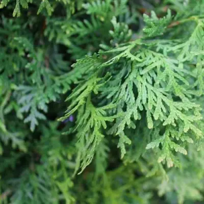 Туя ПИРАМИДАЛИС КОМПАКТА западная в Бресте