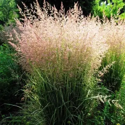 Молиния ФОНТЕЙН тростниковая в Бресте