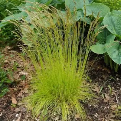 Щучка ТАТРА ГОЛД извилистая в Бресте