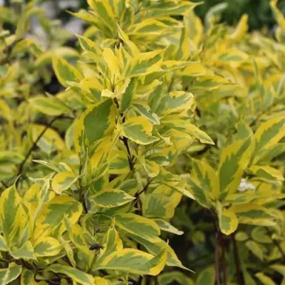 Дерен ШПЕТА белый в Бресте