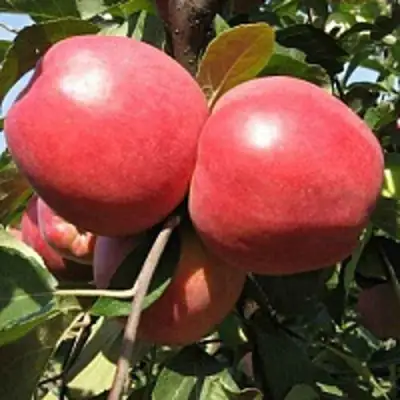 Яблоня ЗАСЛАВСКОЕ в Бресте