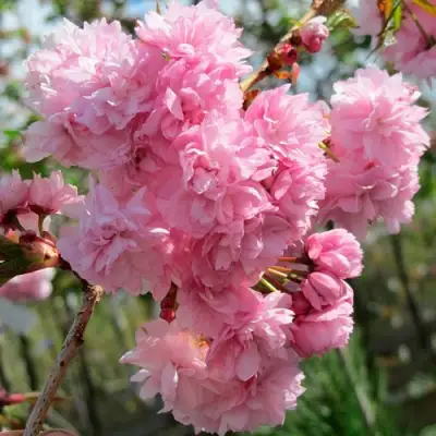 Сакура КИКУ ШИДАРЕ в Бресте