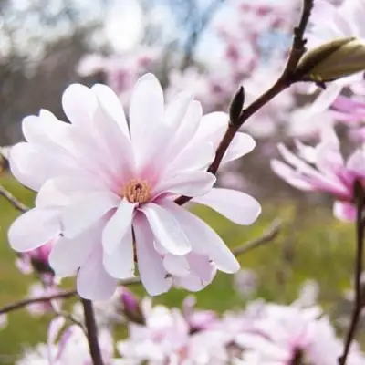 Магнолия РОЗЕЯ в Бресте