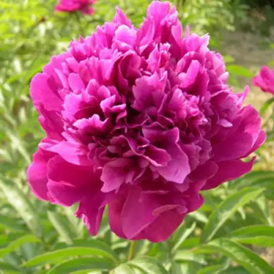 Пион КИТАЙСКИЙ ШЕЛК травянистый в Бресте