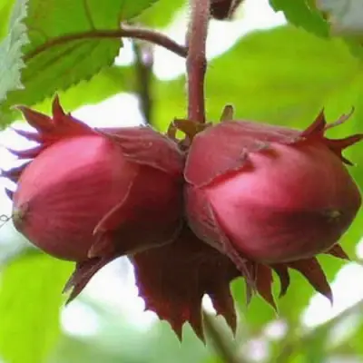 Фундук АЙВЕНГО в Бресте