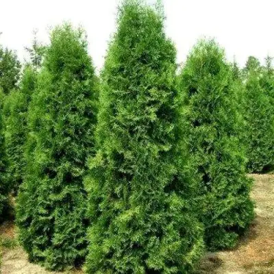 Туя ПИРАМИДАЛИС КОМПАКТА западная в Бресте