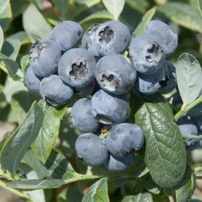 Голубика БРИГИТТА в Бресте