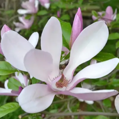 Магнолия ДЖОРДЖ ГЕНРИ КЕРН в Бресте