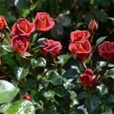 Роза ЧОКОЧИНО спрей в Бресте