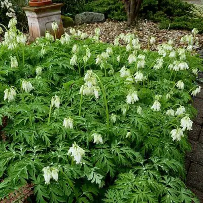 Дицентра красивая АВРОРА в Бресте