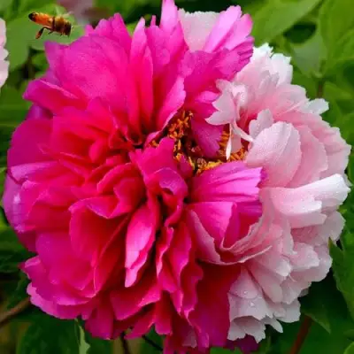 Пион ДВЕ СЕСТРЫ древовидный в Бресте