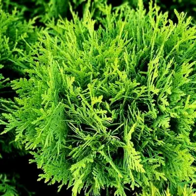 Туя ДАНИКА западная в Бресте