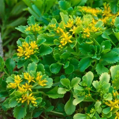 Очиток (седум) ИММЕРГРУН камчатский в Бресте