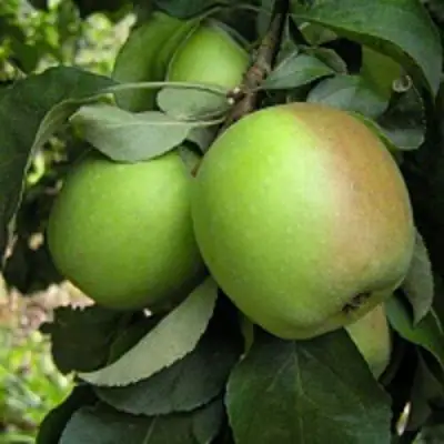 Яблоня ПАМЯТЬ СИКОРЫ в Бресте