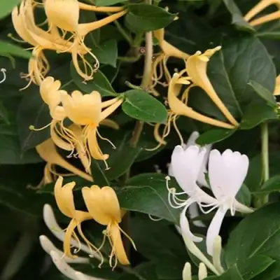 Жимолость ХАЛЛИАНА японская (Хелиана) в Бресте