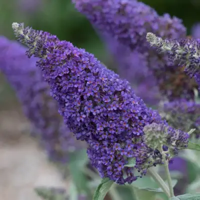 Буддлея НАНО ПЕРПЛ  в Бресте