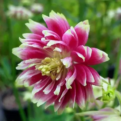 Аквилегия БАРЛОУ НОРА гибрид МакКаны в Бресте