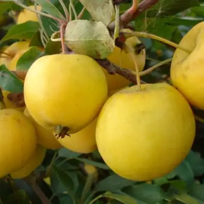 Яблоня УРАЛЬСКОЕ НАЛИВНОЕ в Бресте