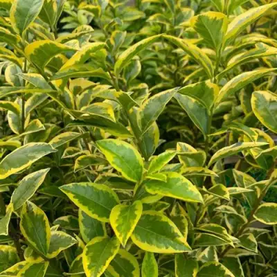 Бирючина АУРЕУМ овальнолистная в Бресте