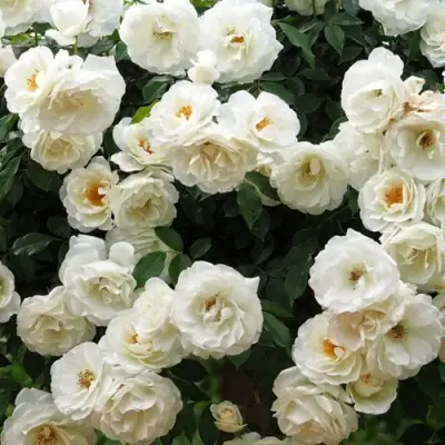 Роза АЙСБЕРГ флорибунда в Бресте