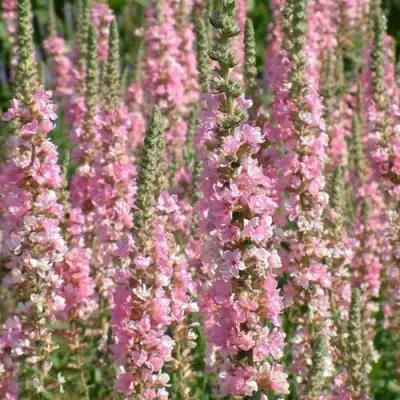 Дербенник БЛАШ иволистный в Бресте