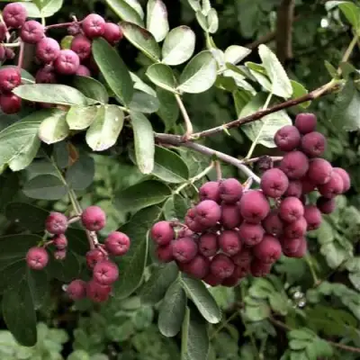 Рябина ДЕСЕРТНАЯ МИЧУРИНА сладкоплодная в Бресте