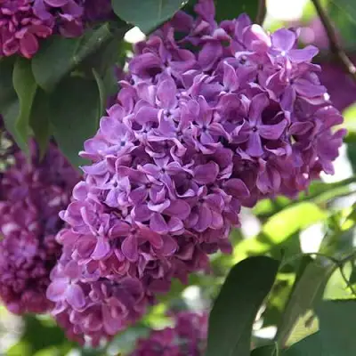 Сирень КАПИТАН ГАСТЕЛЛО в Бресте