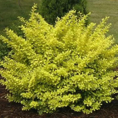 Барбарис АУРЕА тунберга в Бресте