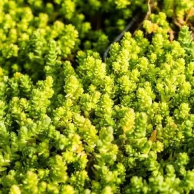 Очиток (седум) ЙЕЛЛОУ КВИН едкий в Бресте