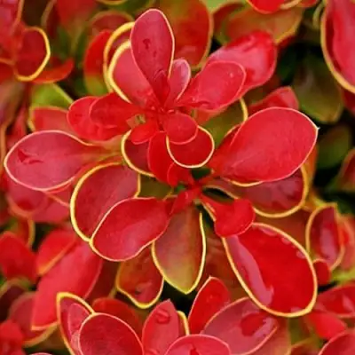 Барбарис КОРАЛ тунберга в Бресте