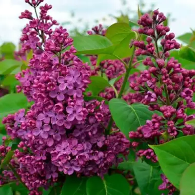 Сирень ЛЮДВИГ ШПЕТ в Бресте