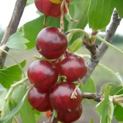 Смородина золотистая КЛЮКВЕННАЯ в Бресте