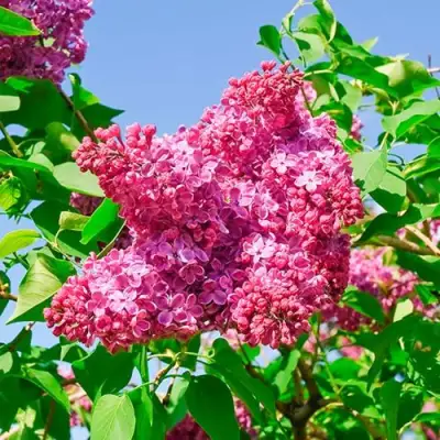 Сирень КРАСНАЯ МОСКВА в Бресте