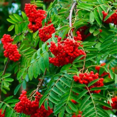 Рябина ПЛАКУЧАЯ сладкоплодная в Бресте