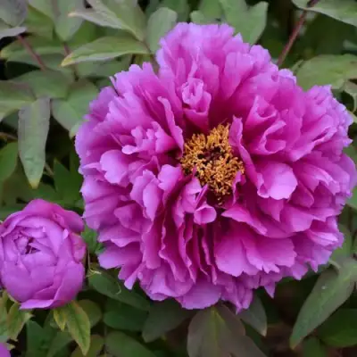 Пион ЛИЛОВАЯ ФАНТАЗИЯ древовидный в Бресте