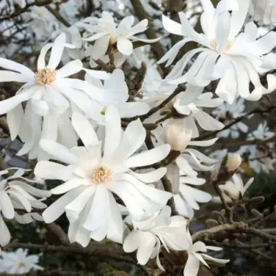 Магнолия РОЯЛ СТАР в Бресте