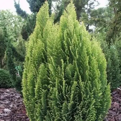 Кипарисовик ЭЛВУДИ ЭМПАЙР лавсона в Бресте