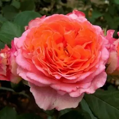 саженцы розы Нотр Дам Дю Розер