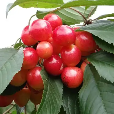 Черешня ГАСТИНЕЦ в Бресте