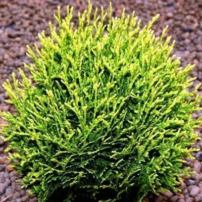 Туя ВОТЕРФИЛД западная в Бресте