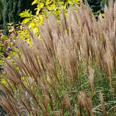 Мискантус КЛЯЙН СИЛЬБЕРСПАЙН китайский  в Бресте