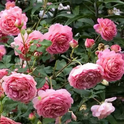 Роза ДЖУБИЛИ СЕЛЕБРЕЙШН английская в Бресте