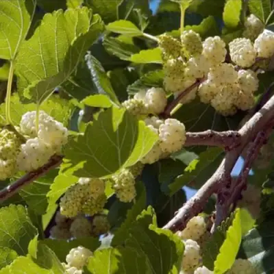 Шелковица БЕЛАЯ АЛЬБА в Бресте