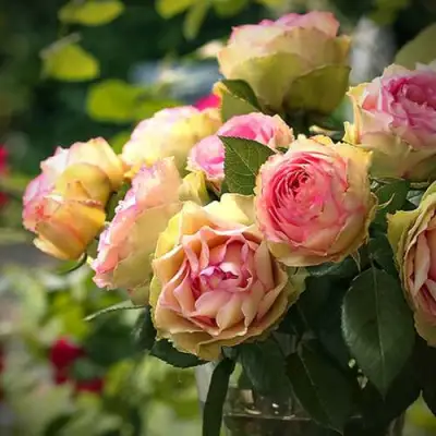 Роза ПИТАХАЙЯ чайно-гибридная в Бресте