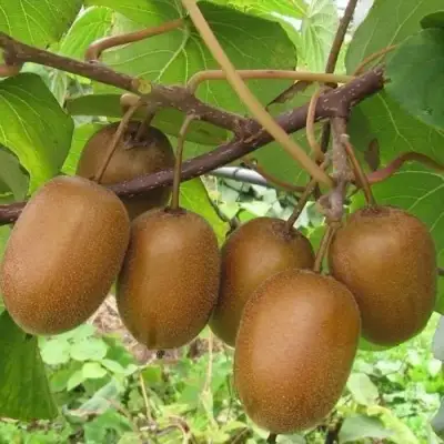 Актинидия ХЕЙВАРД киви в Бресте