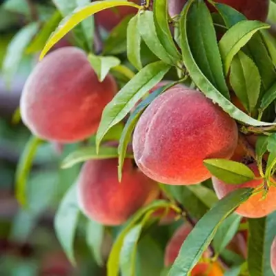 Персик РЕД ХЕВЕН в Бресте