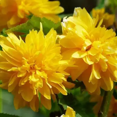 Керрия японская АУРЕОВАРИЕГАТТА в Бресте