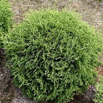 Туя ТИНИ ТИМ западная в Бресте