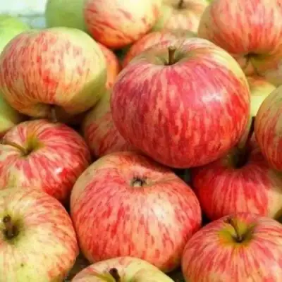 Яблоня РАНЕТКА (КОРОБОВКА) в Бресте