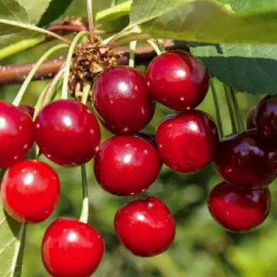 Вишня ЛЮБСКАЯ в Бресте